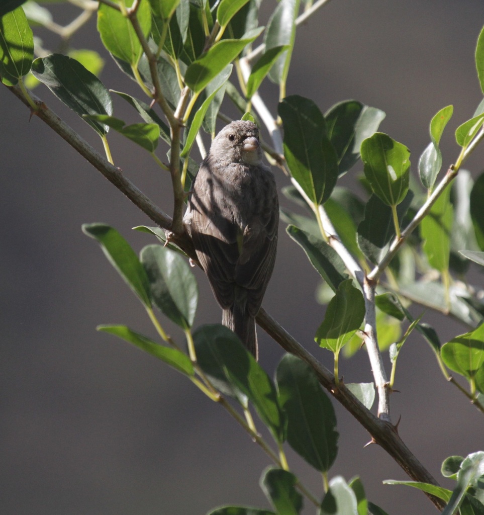 Yellow-rumped Seedeater