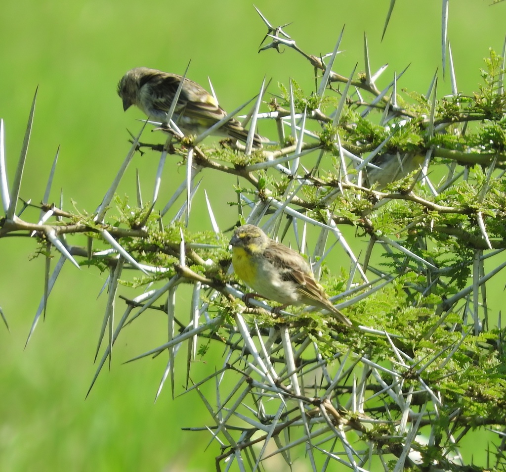 Lemon-breasted Canary
