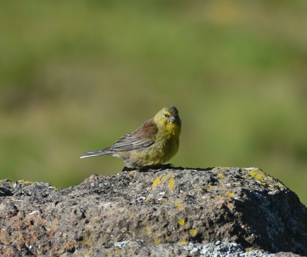 Drakensberg Siskin