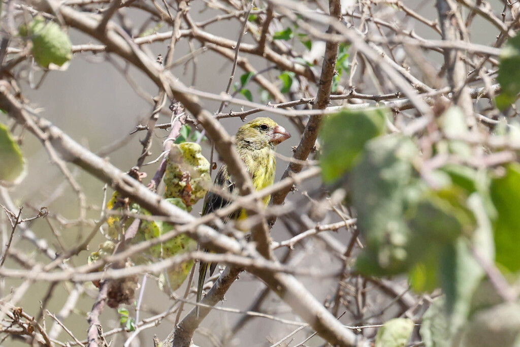 Southern Grosbeak-Canary