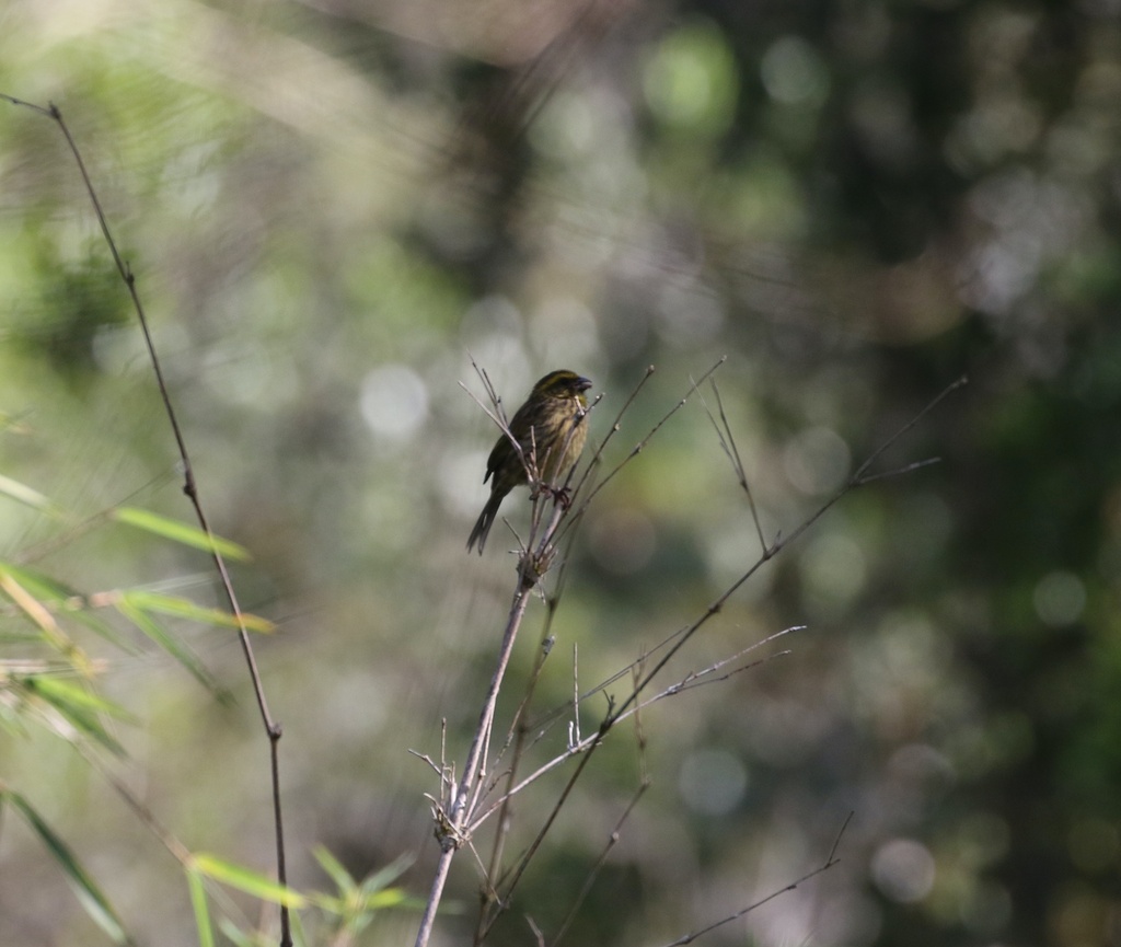 Yellow-browed Seedeater