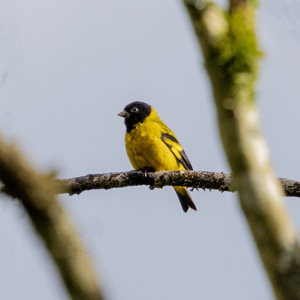 Olivaceous Siskin