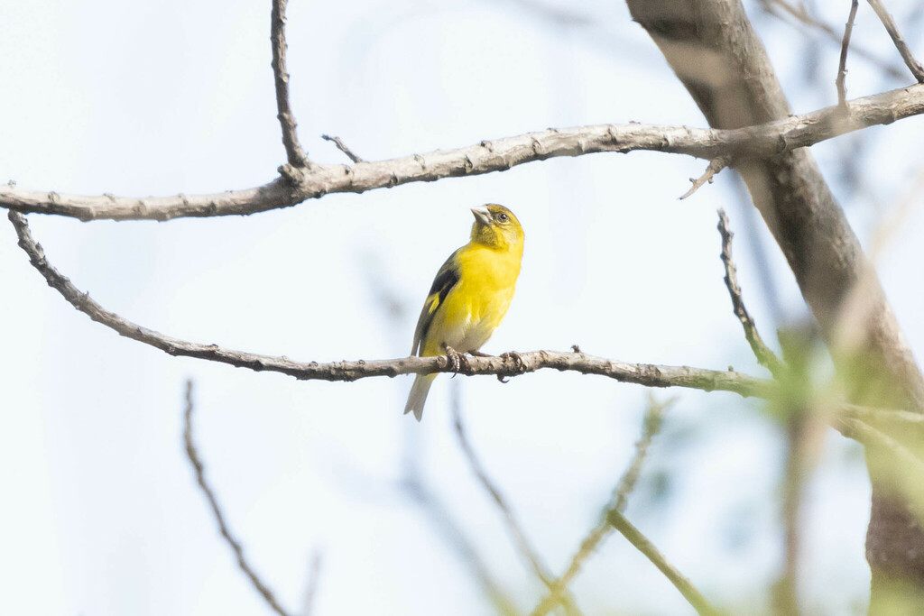 Saffron Siskin