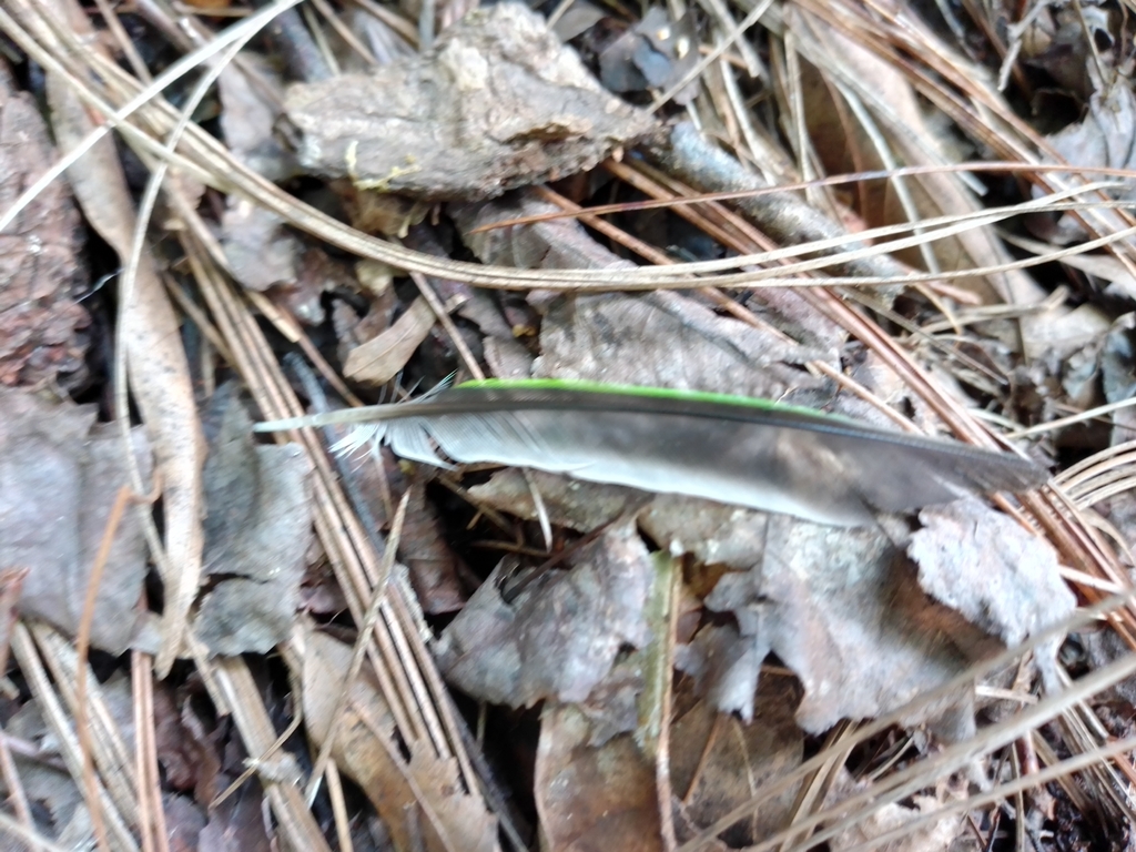Blue-crowned Chlorophonia