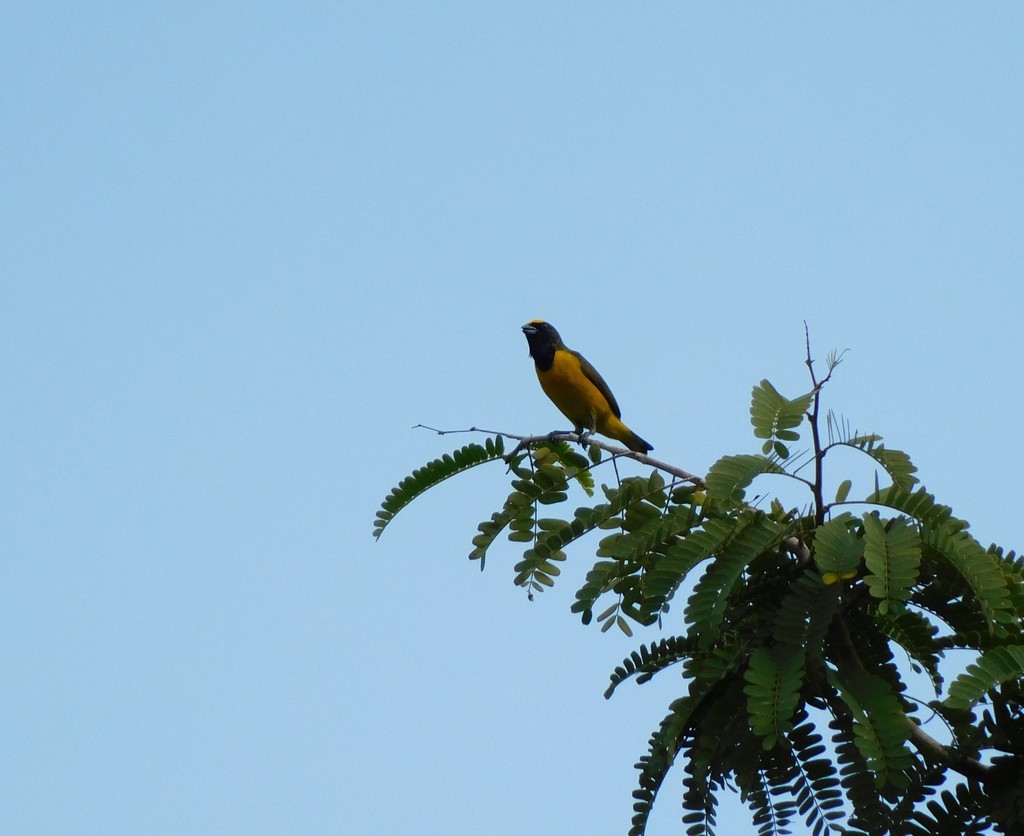 Trinidad Euphonia