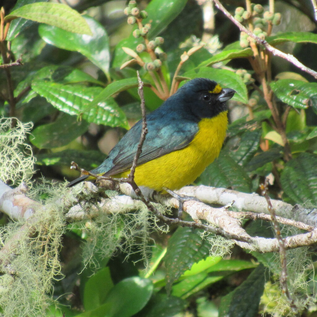 Green-chinned Euphonia
