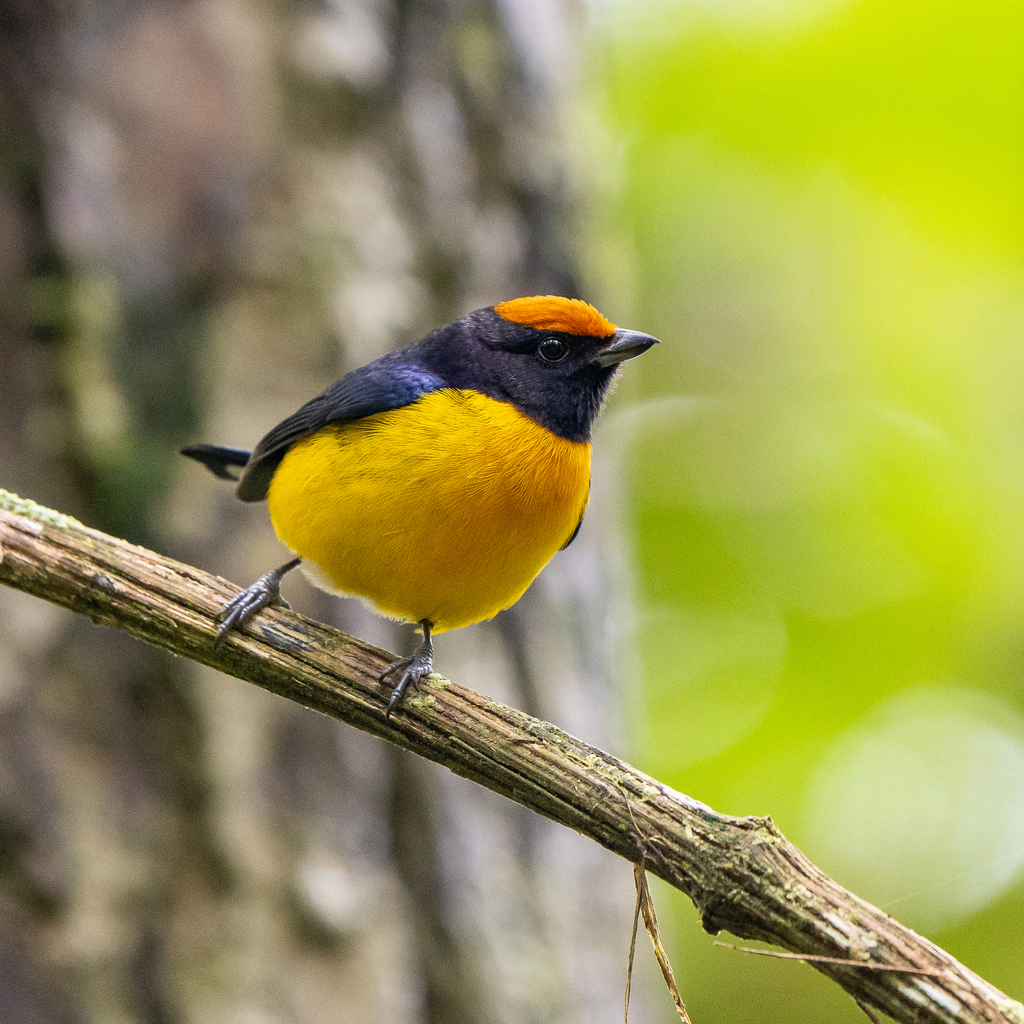 Tawny-capped Euphonia