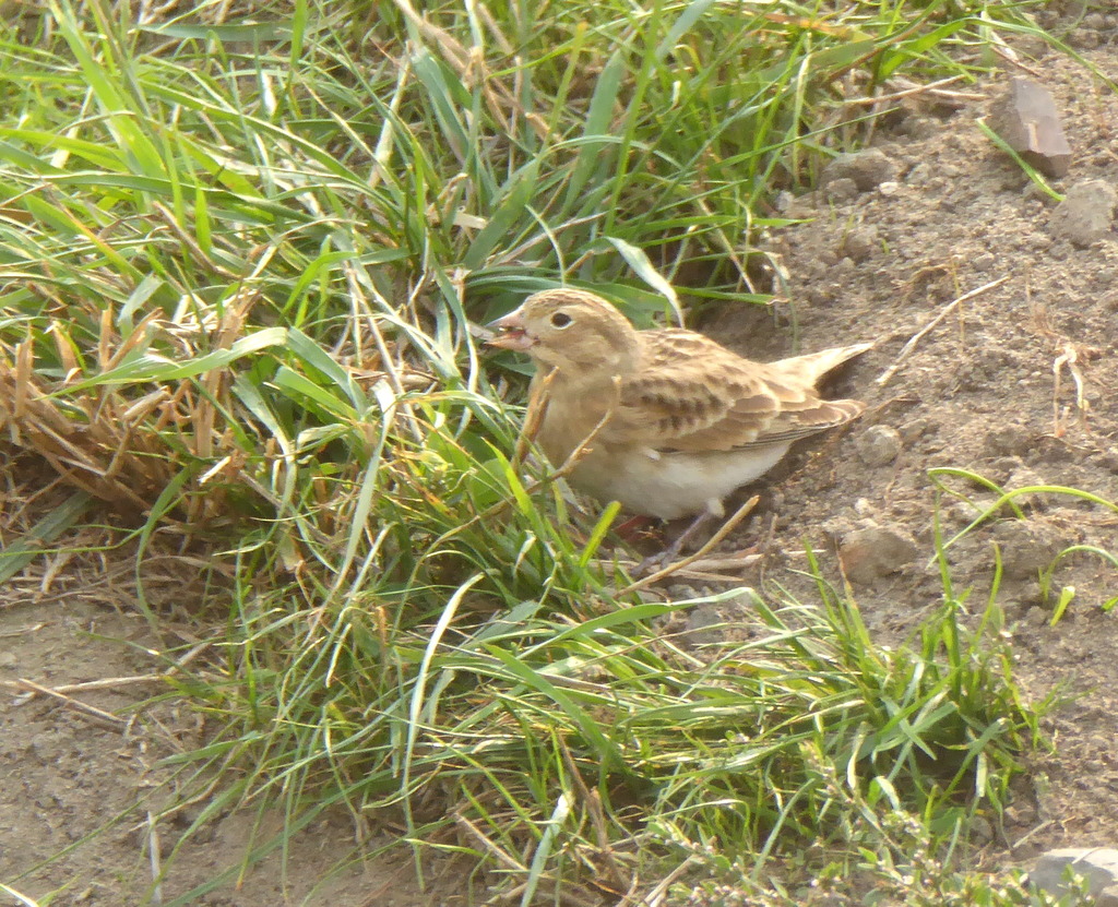 Thick-billed Longspur