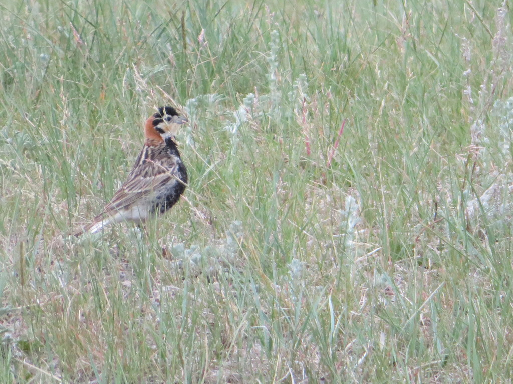 Chestnut-collared Longspur