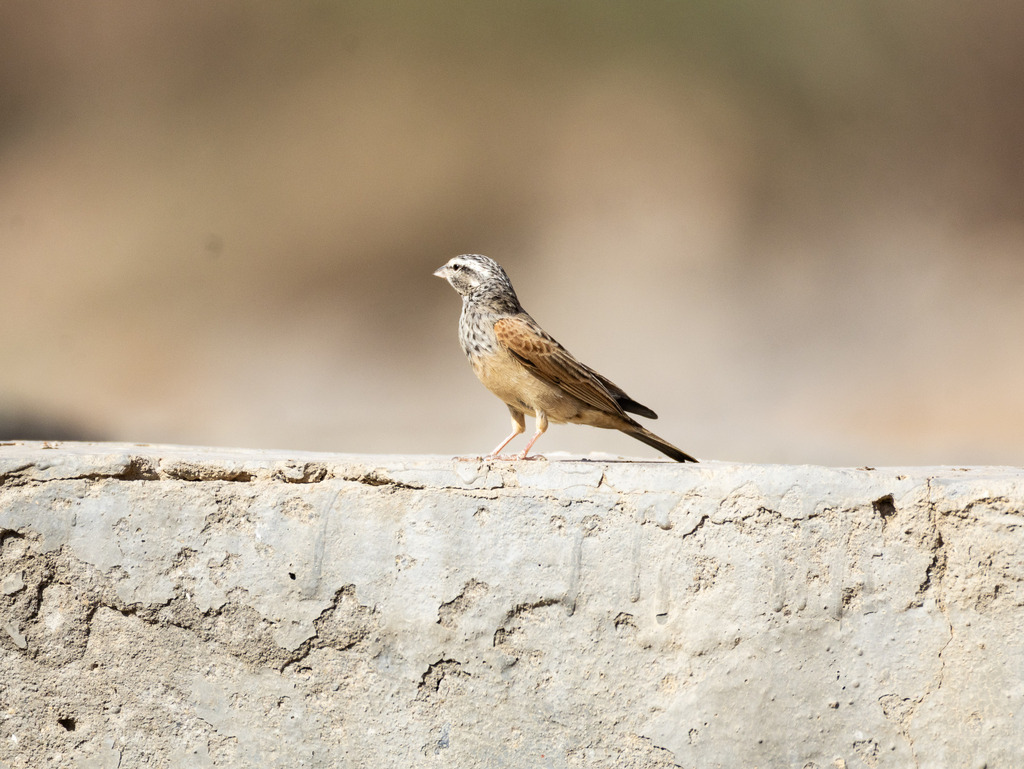 Striolated Bunting