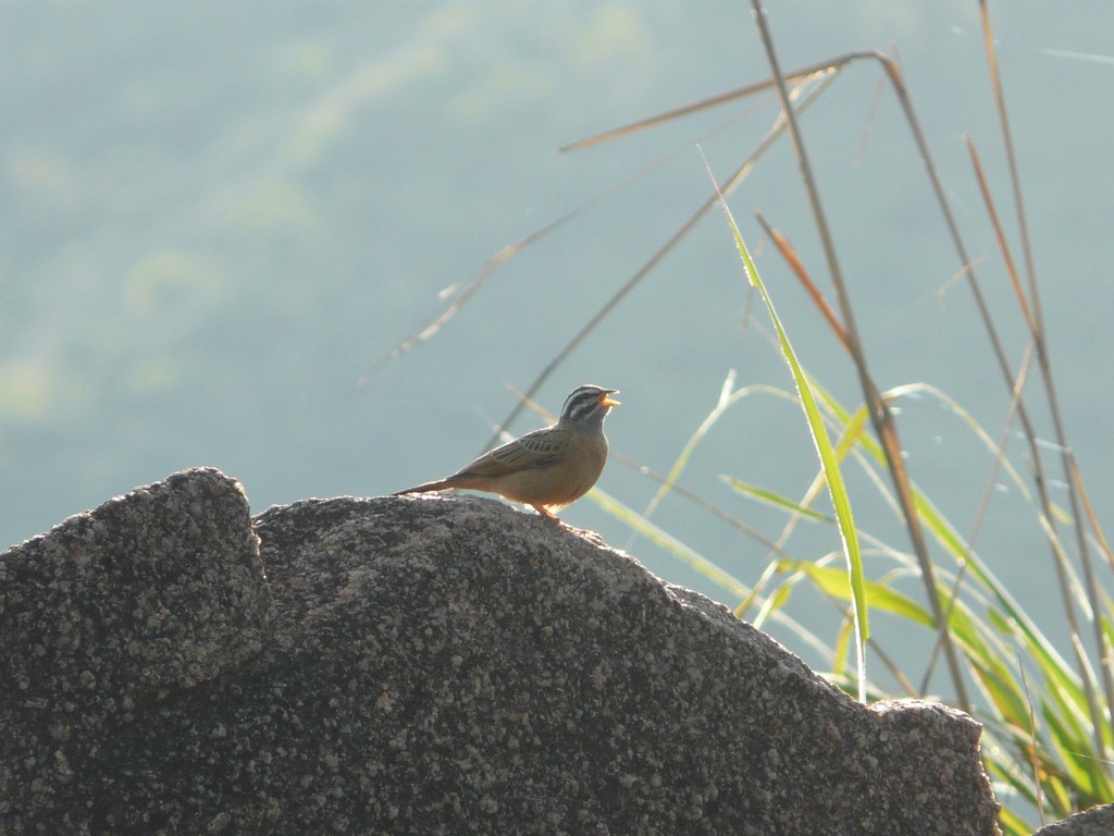Gosling’s Bunting