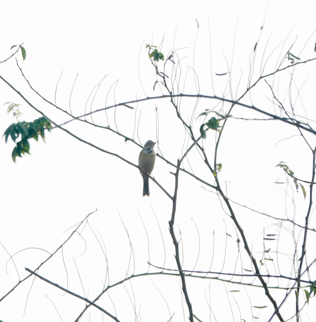 Chestnut-eared Bunting