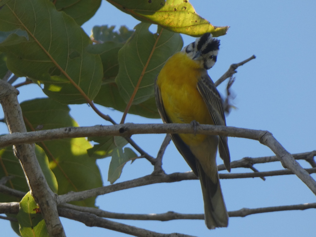 Brown-rumped Bunting