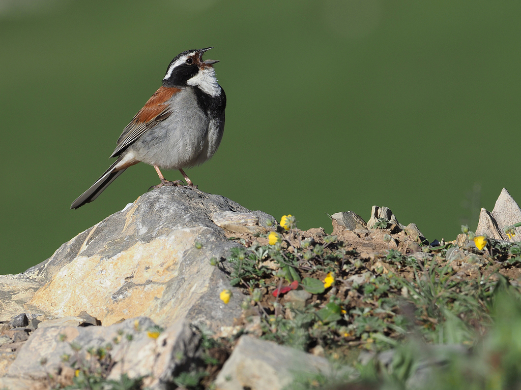Tibetan Bunting