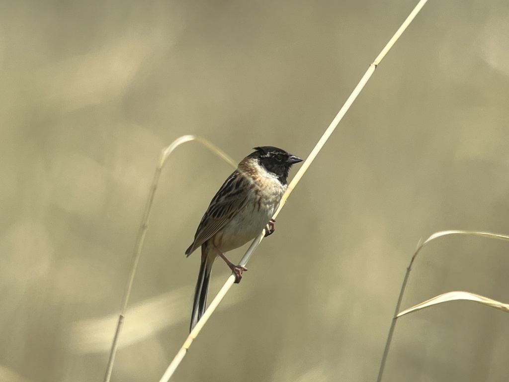 Ochre-rumped Bunting