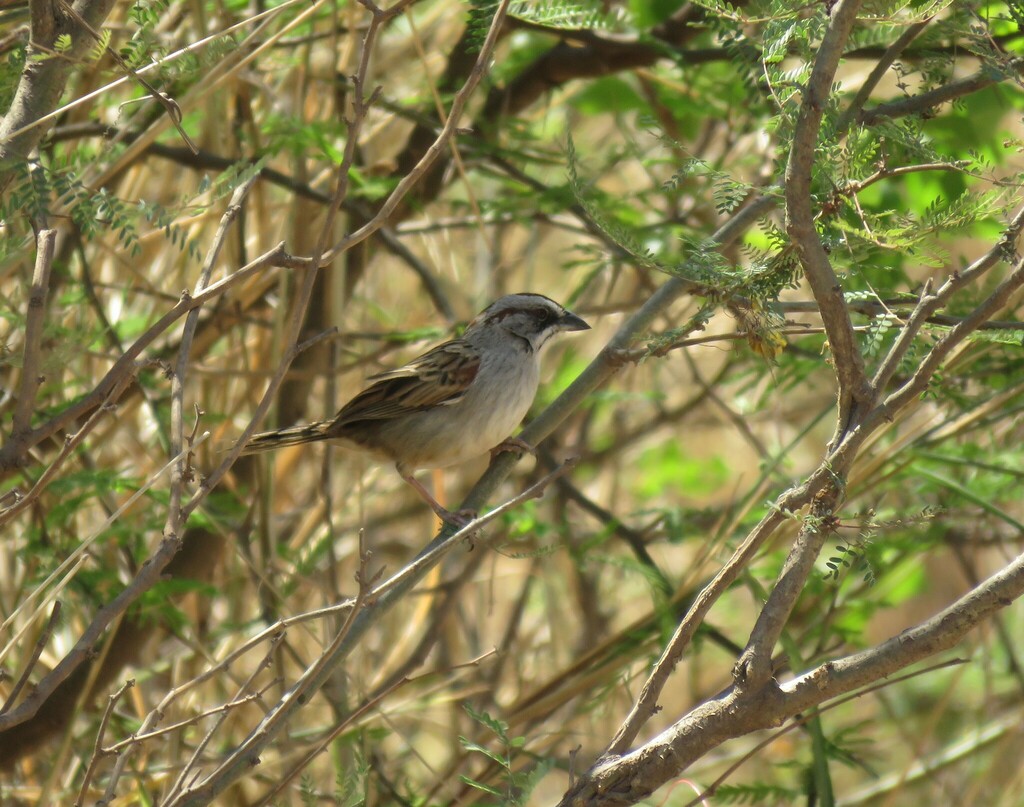 Yungas Sparrow