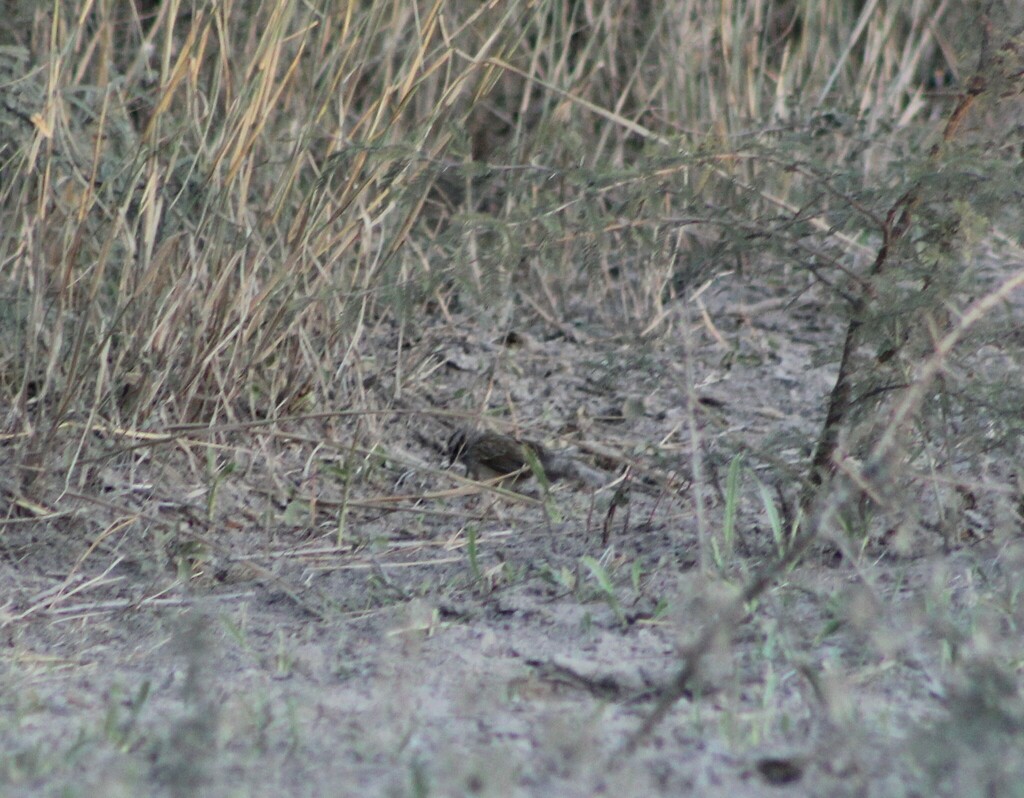Chaco Sparrow