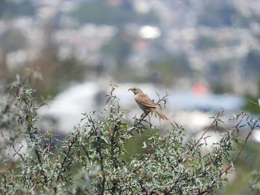 Botteri’s Sparrow