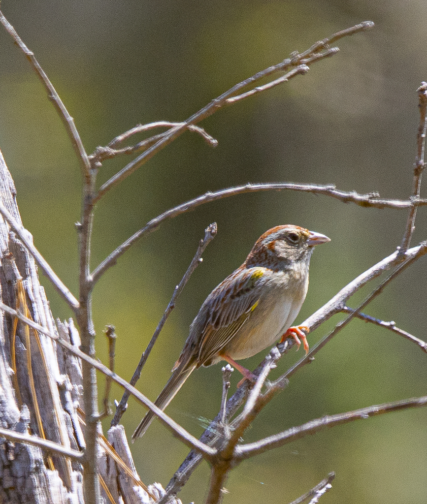Bachman’s Sparrow