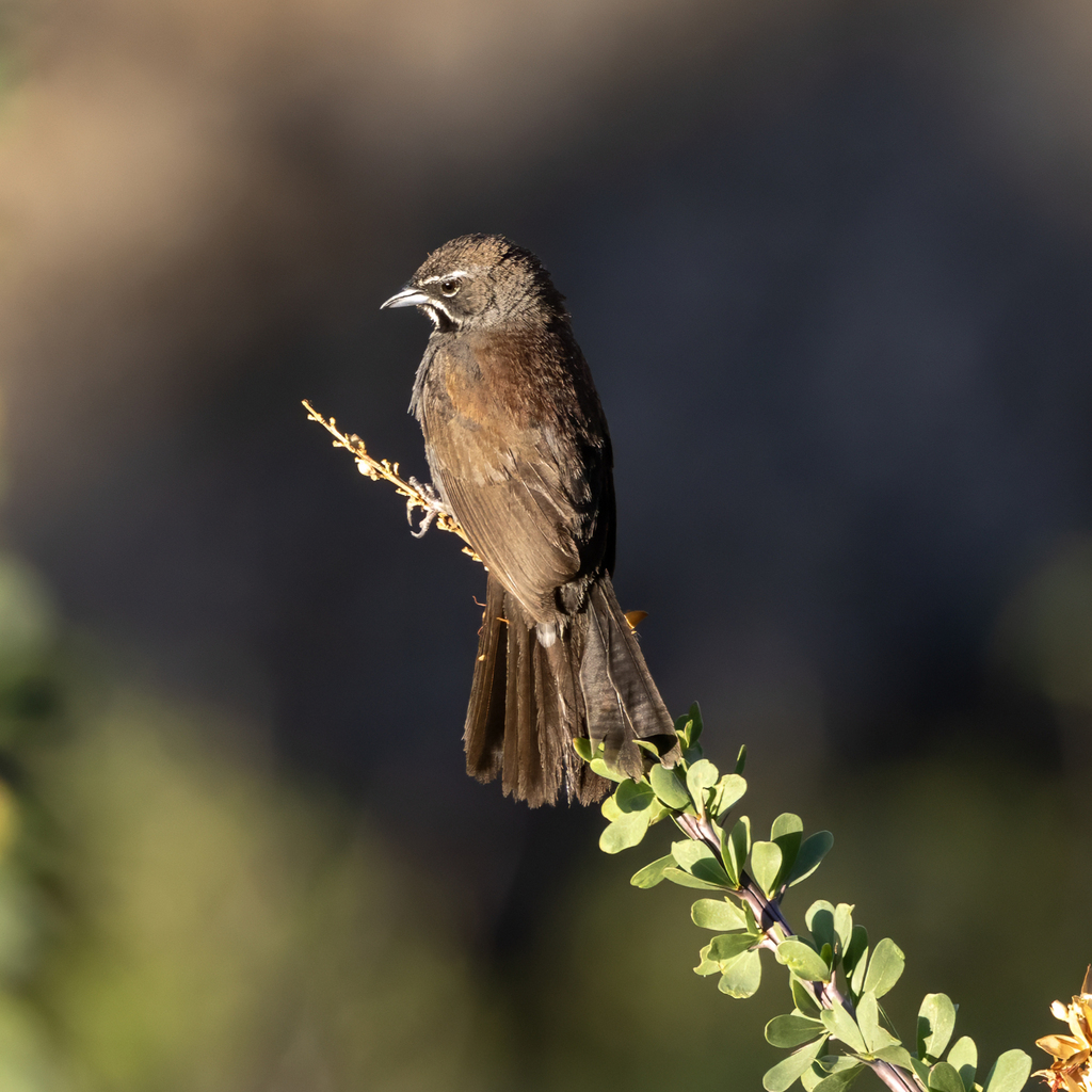 Five-striped Sparrow