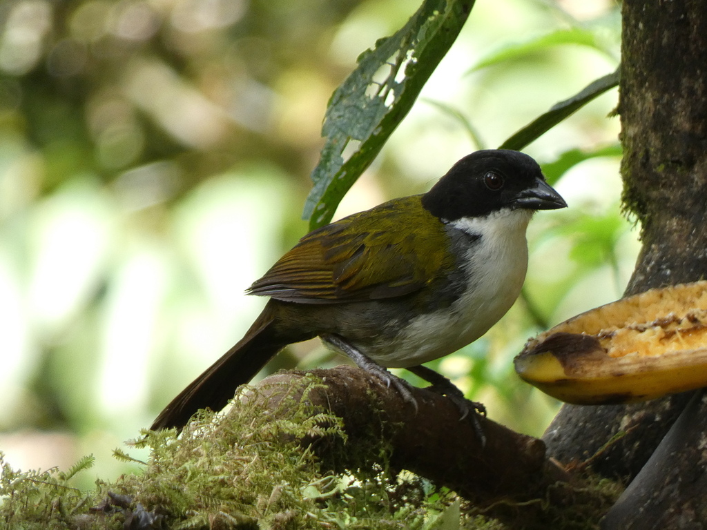 Black-headed Brushfinch