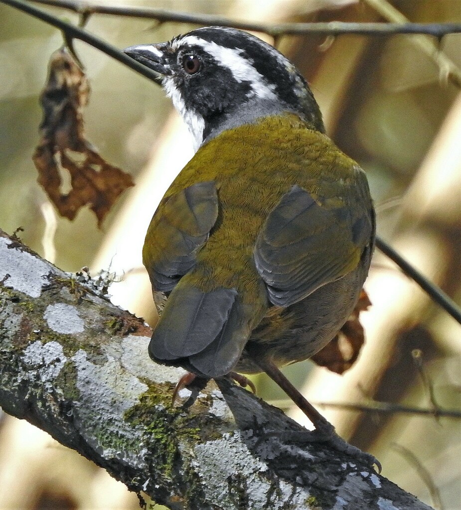 White-browed Brushfinch
