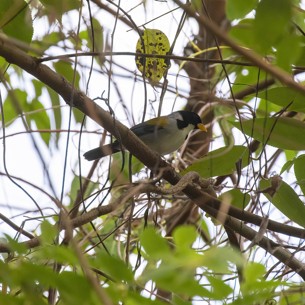 Golden-winged Sparrow