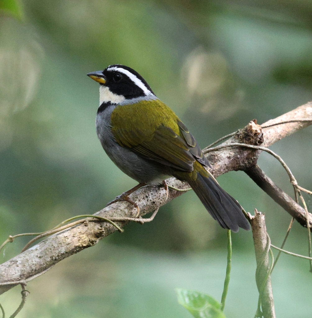 Half-collared Sparrow