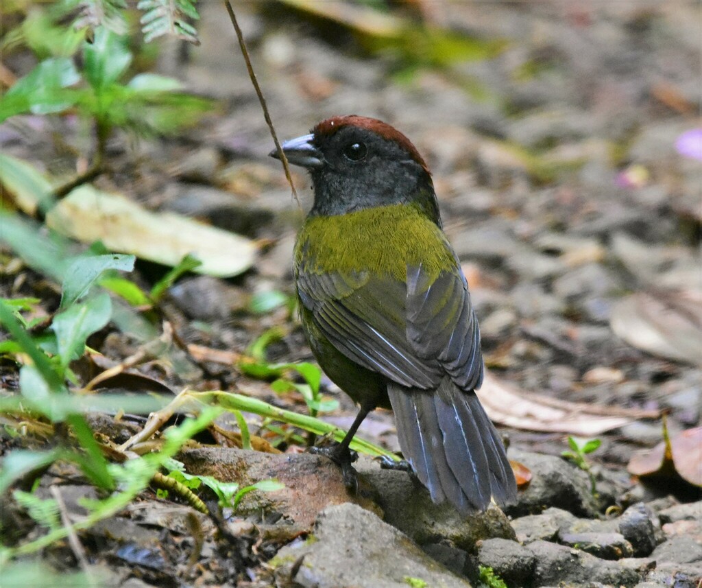 Olive Finch