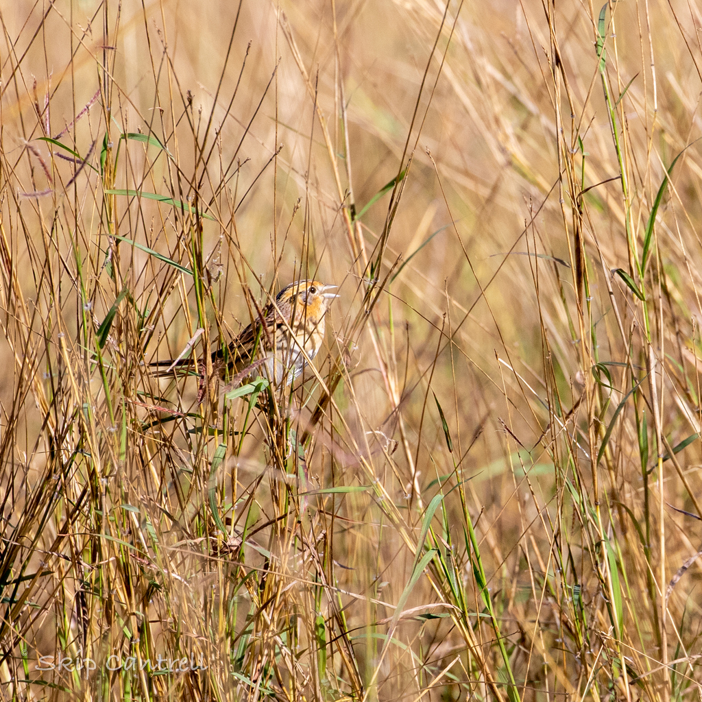 LeConte’s Sparrow