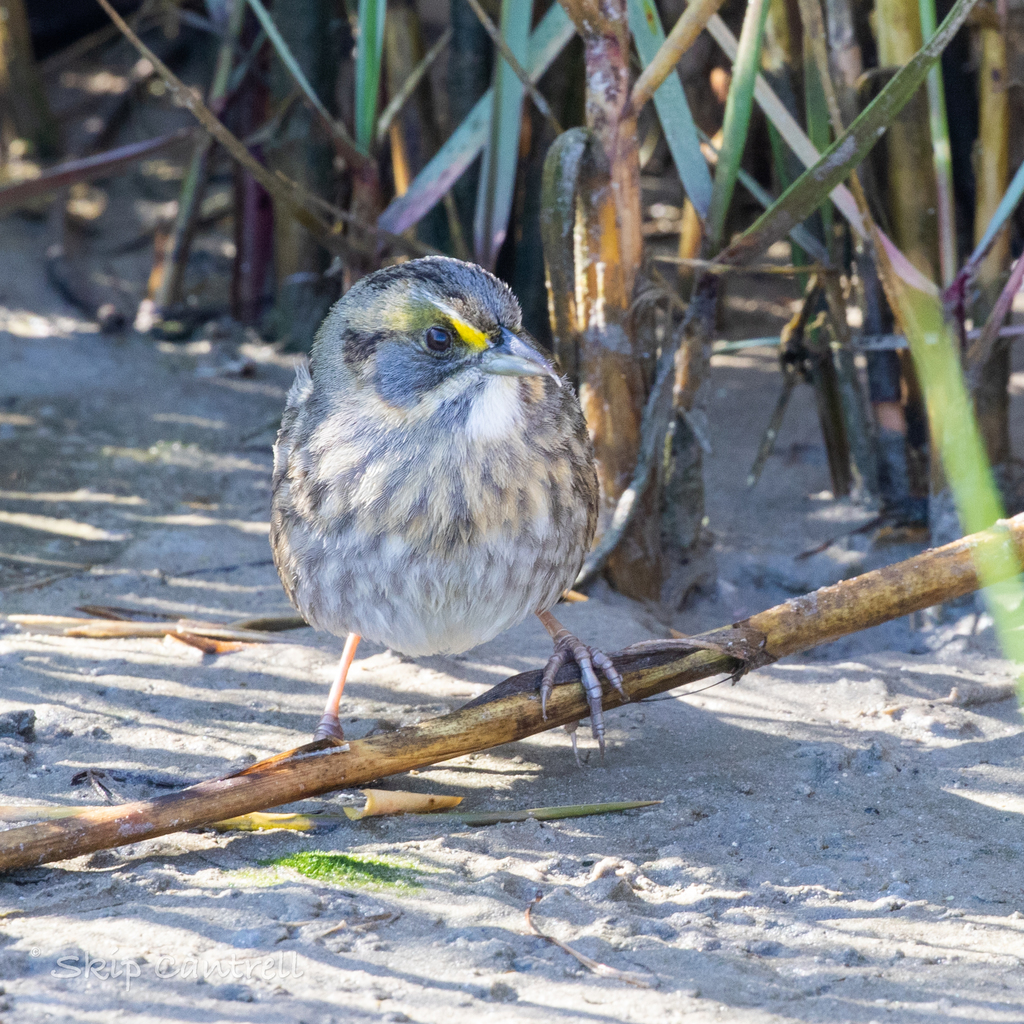 Seaside Sparrow