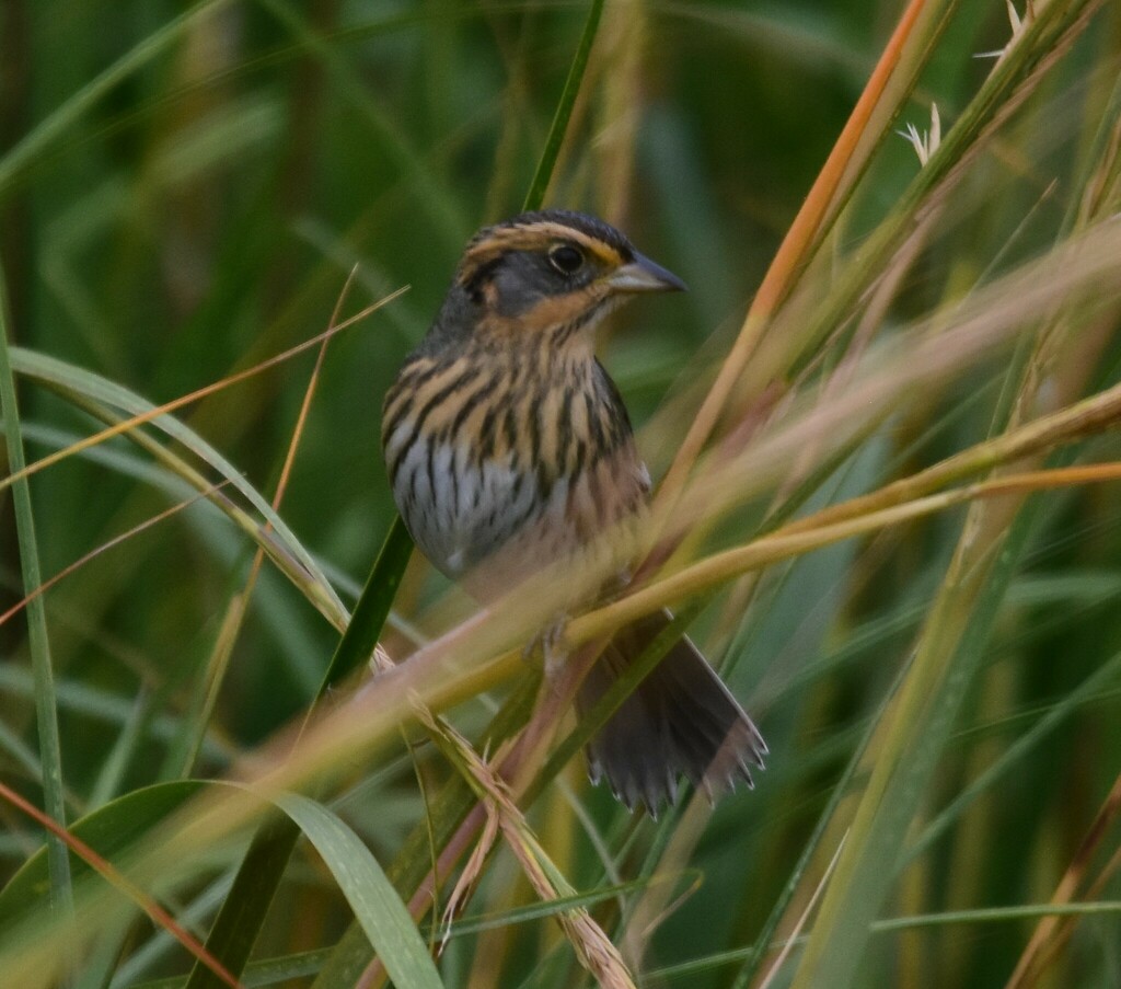 Saltmarsh Sparrow