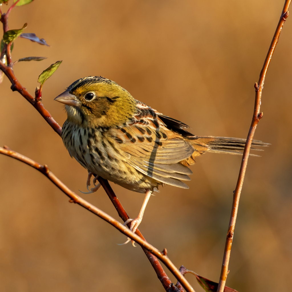 Henslow’s Sparrow