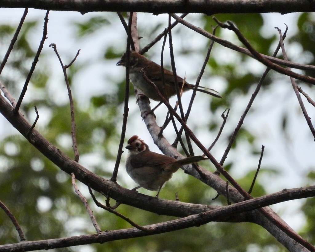 Prevost’s Ground Sparrow