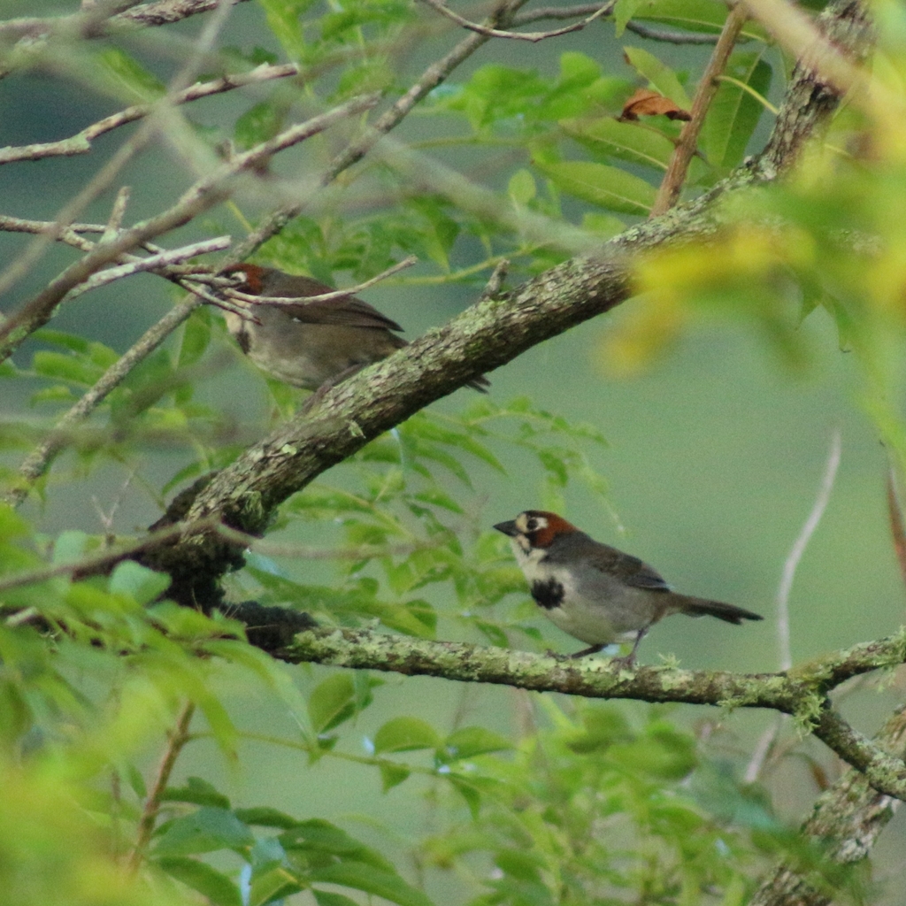 Cabanis’s Ground Sparrow
