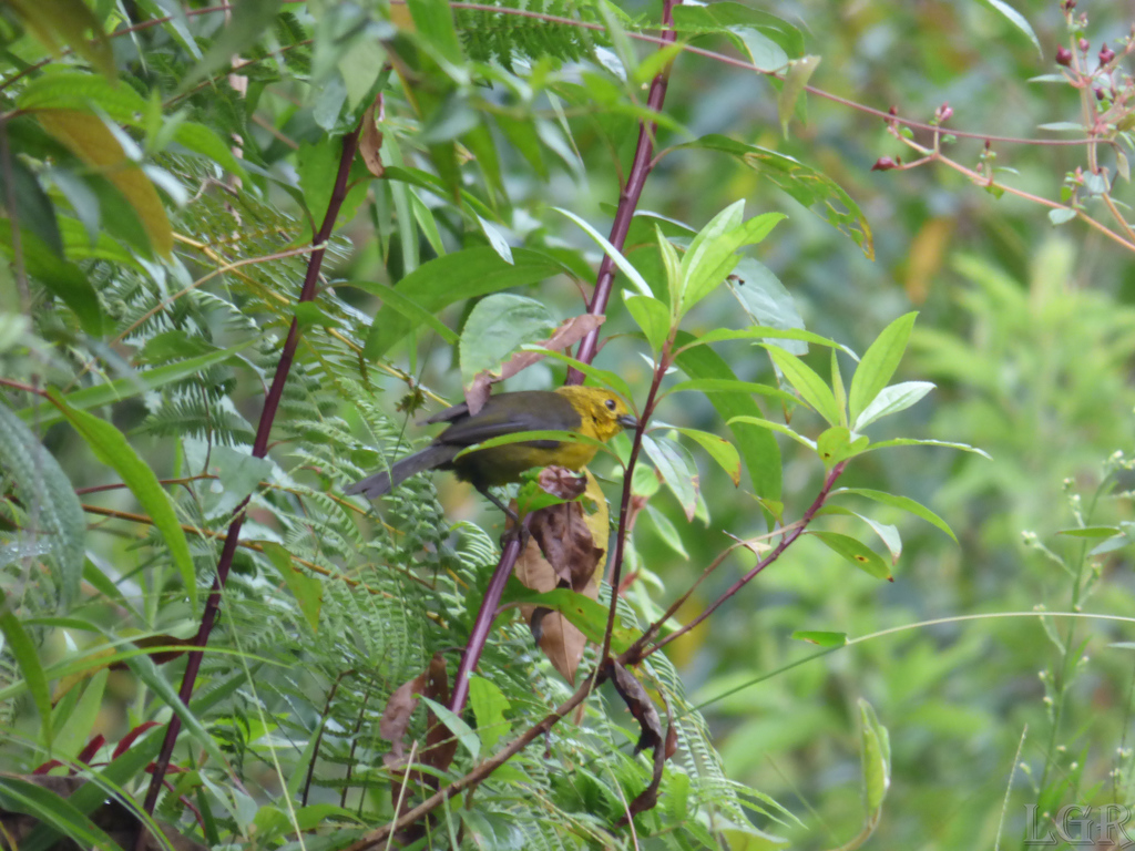 Yellow-headed Brushfinch