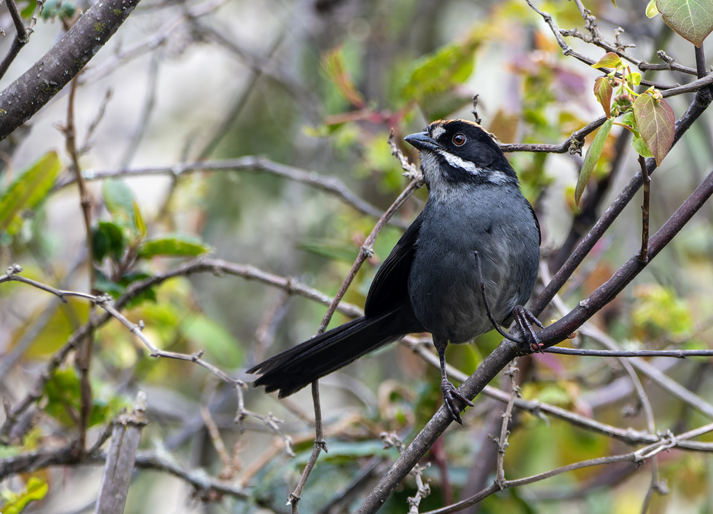 Taczanowski’s Brushfinch