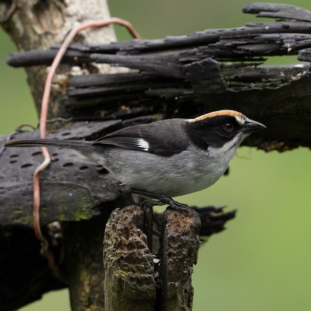 White-winged Brushfinch