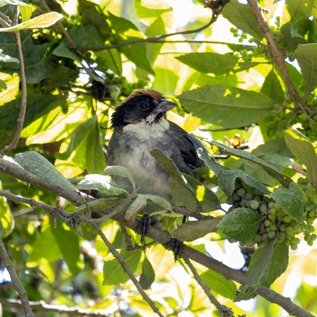 Bay-crowned Brushfinch