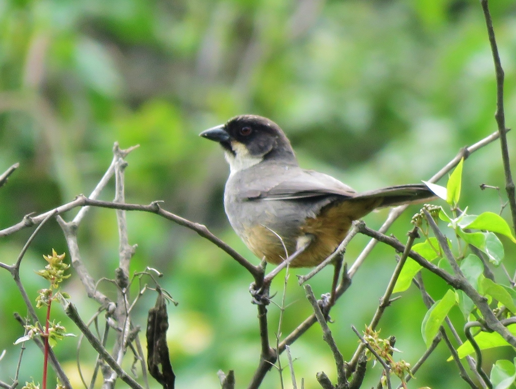 Rusty-bellied Brushfinch