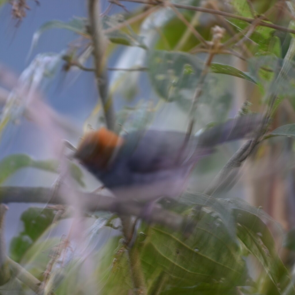 Cuzco Brushfinch