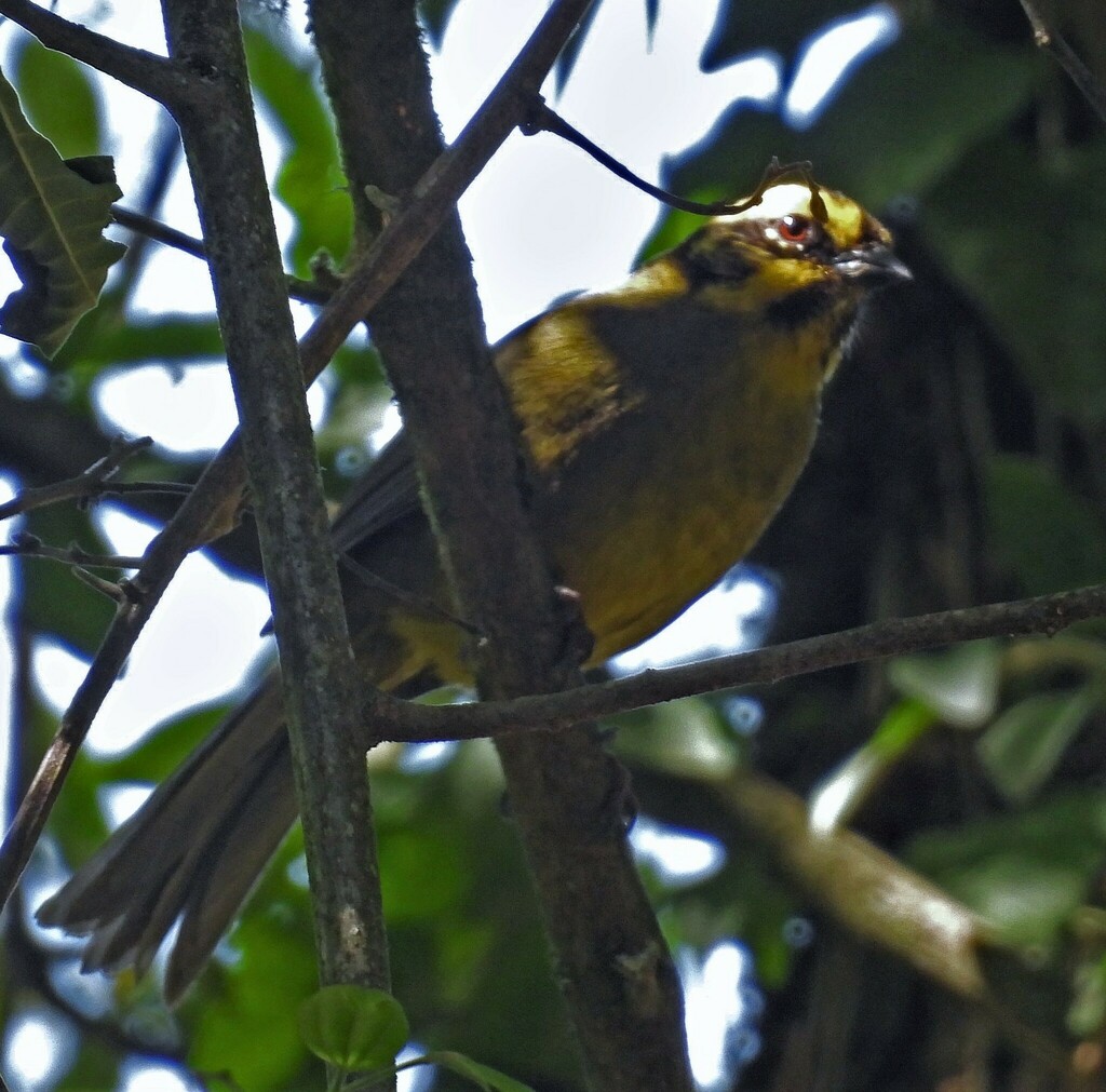 Yellow-striped Brushfinch