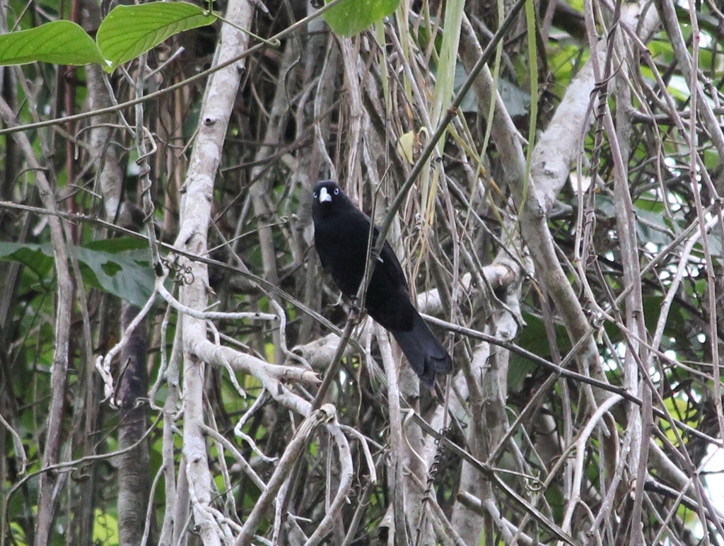 Ecuadorian Cacique