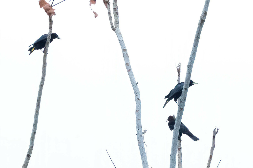 Band-tailed Cacique