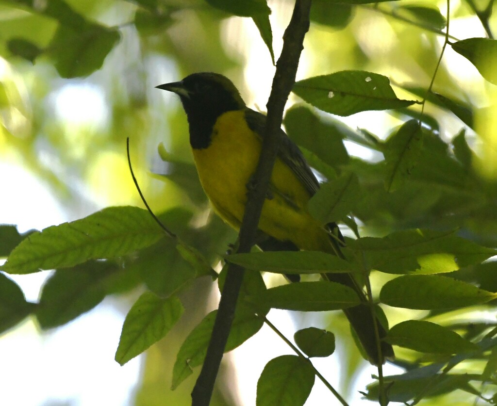 Bar-winged Oriole