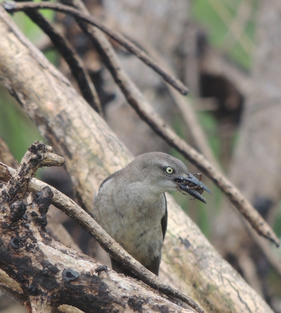 Nicaraguan Grackle
