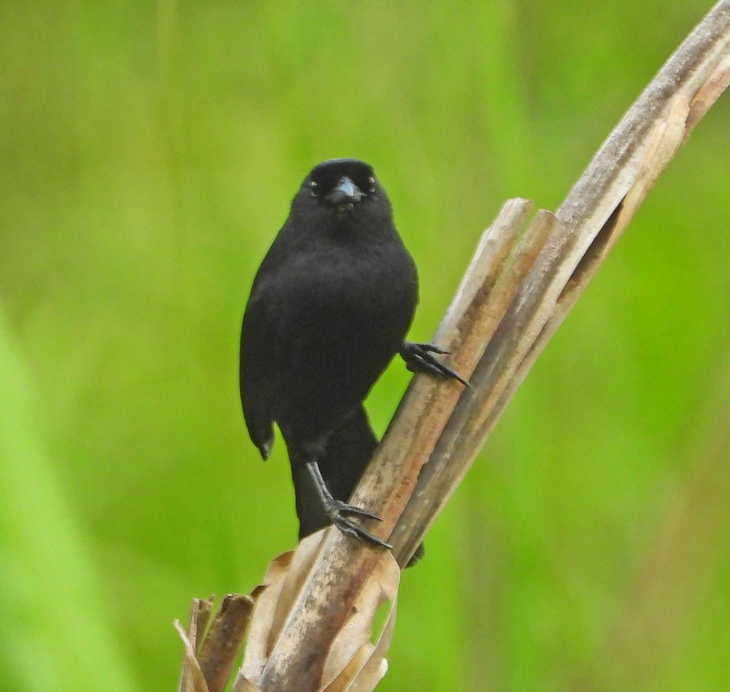 Velvet-fronted Grackle