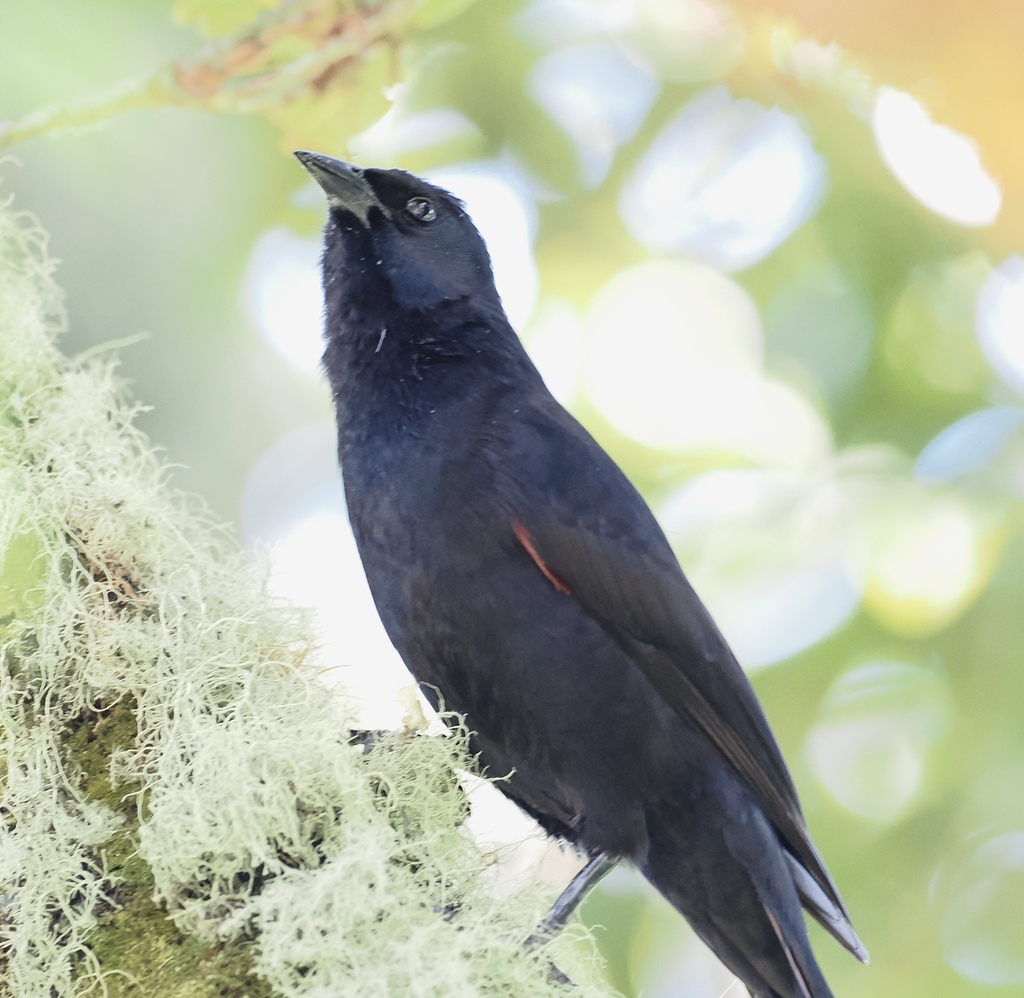 Colombian Mountain Grackle
