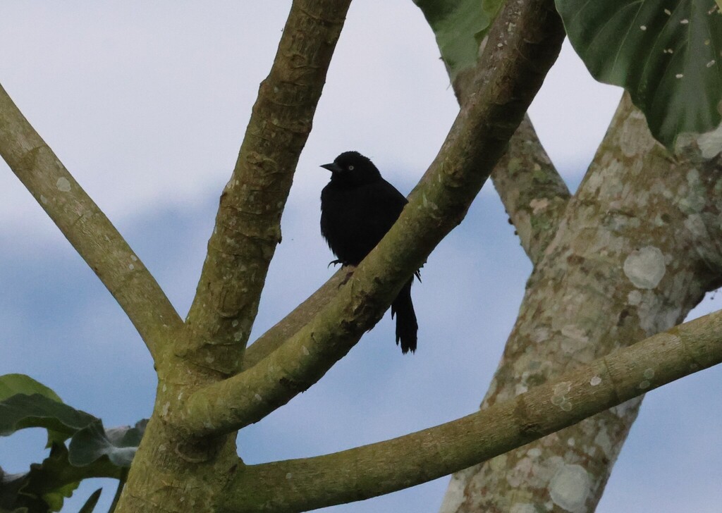 Pale-eyed Blackbird