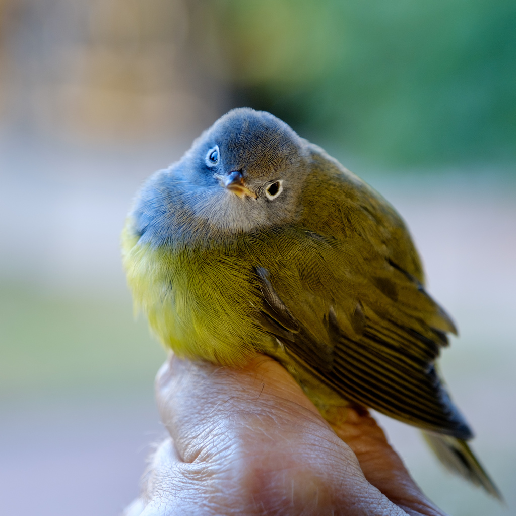 Connecticut Warbler